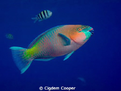 Rusty Parrotfish by Cigdem Cooper 